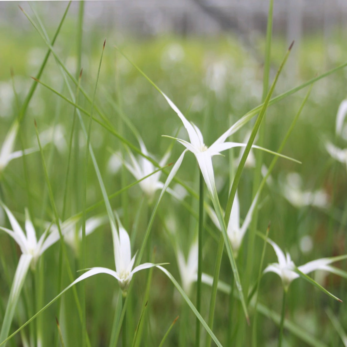 Star Grass | Dichromena colorata