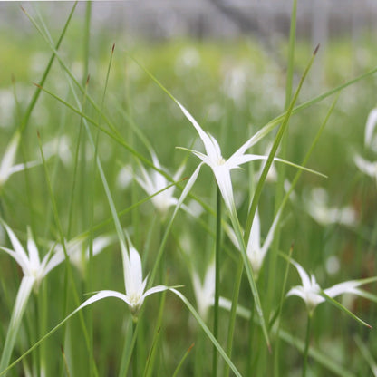 Star Grass | Dichromena colorata