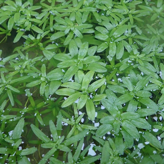Starwort | Callitriche stagnalis