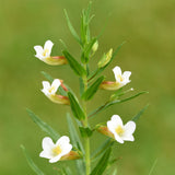 Summer Snowflake | Gratiola officinalis