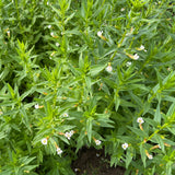Summer Snowflake | Gratiola officinalis