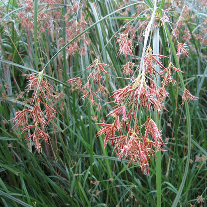 Sweet Galingale | Cyperus longus