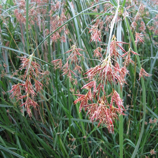 Sweet Galingale-(Cyperus longus)