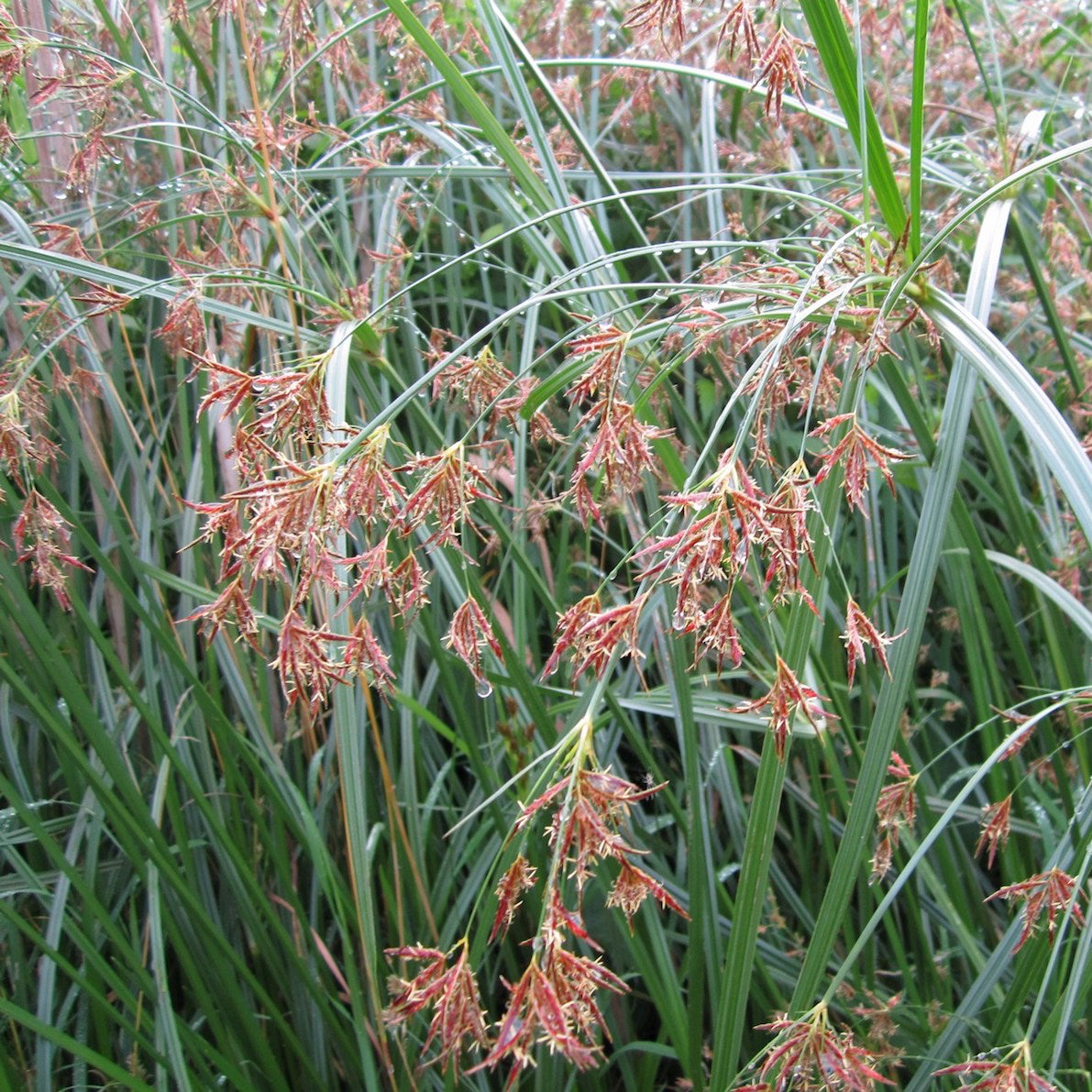 Sweet Galingale | Cyperus longus