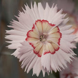 Dianthus Cocktail Collection