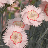 Dianthus Cocktail Collection