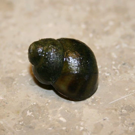 Trapdoor Snail | Viviparus viviparus