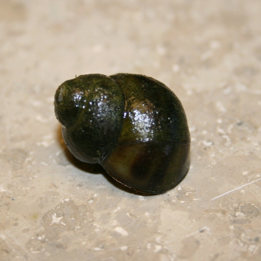 Trapdoor Snail-(Viviparus viviparus)