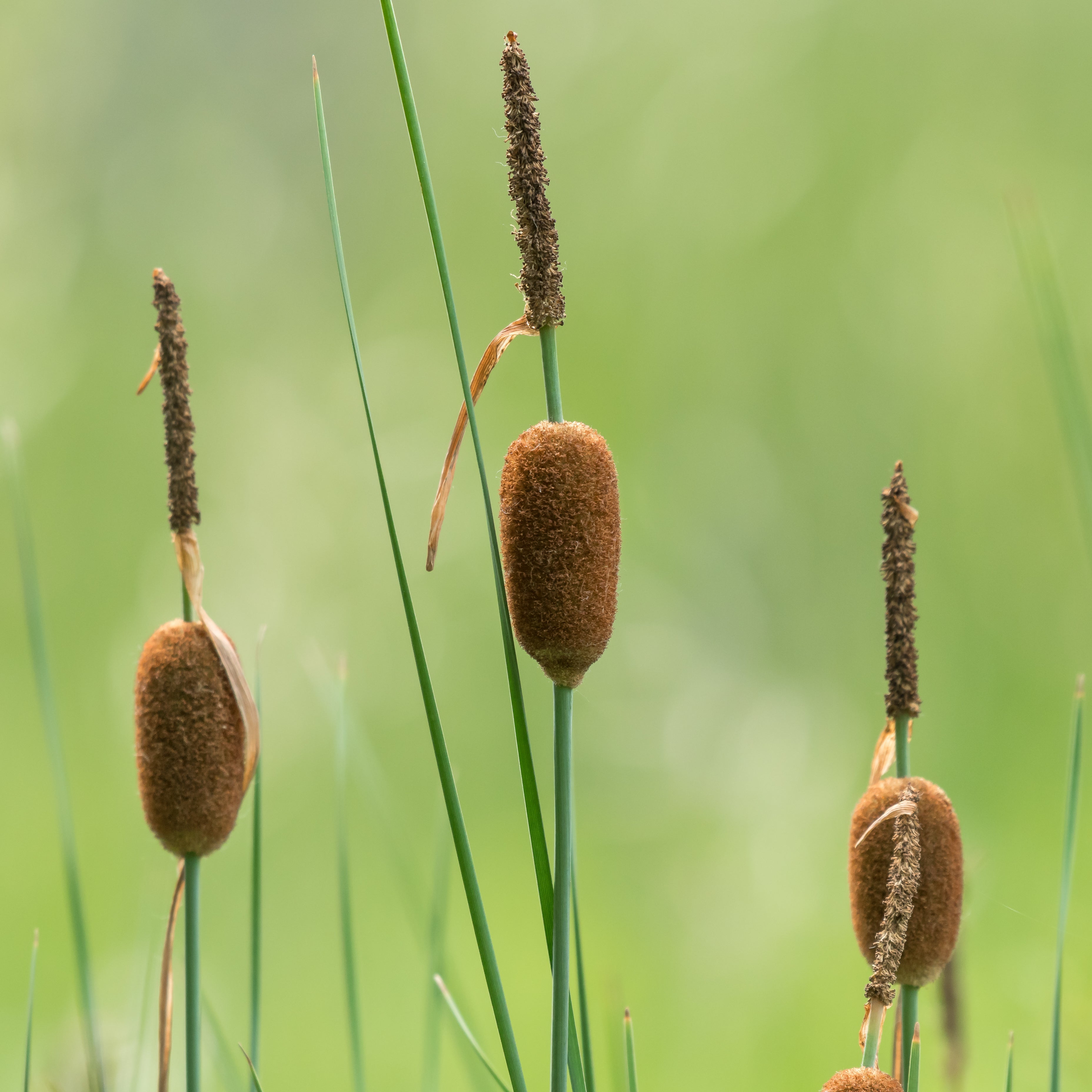 Rushes & Reeds for Ponds | Wildlife Shelter & Water Filtration – Plants ...