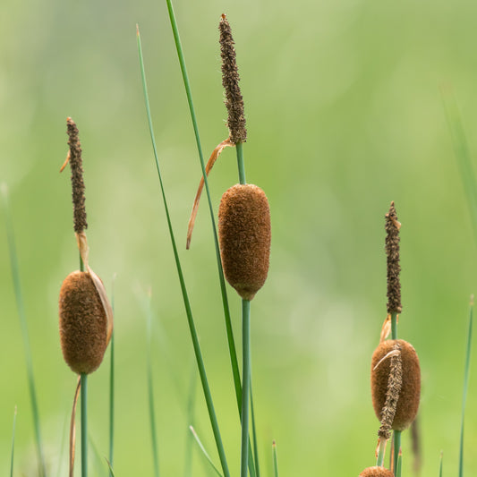 Typha_Minima_Plant - Plants for Ponds