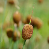Single Seed Head of Typha Minima - Plants for Ponds
