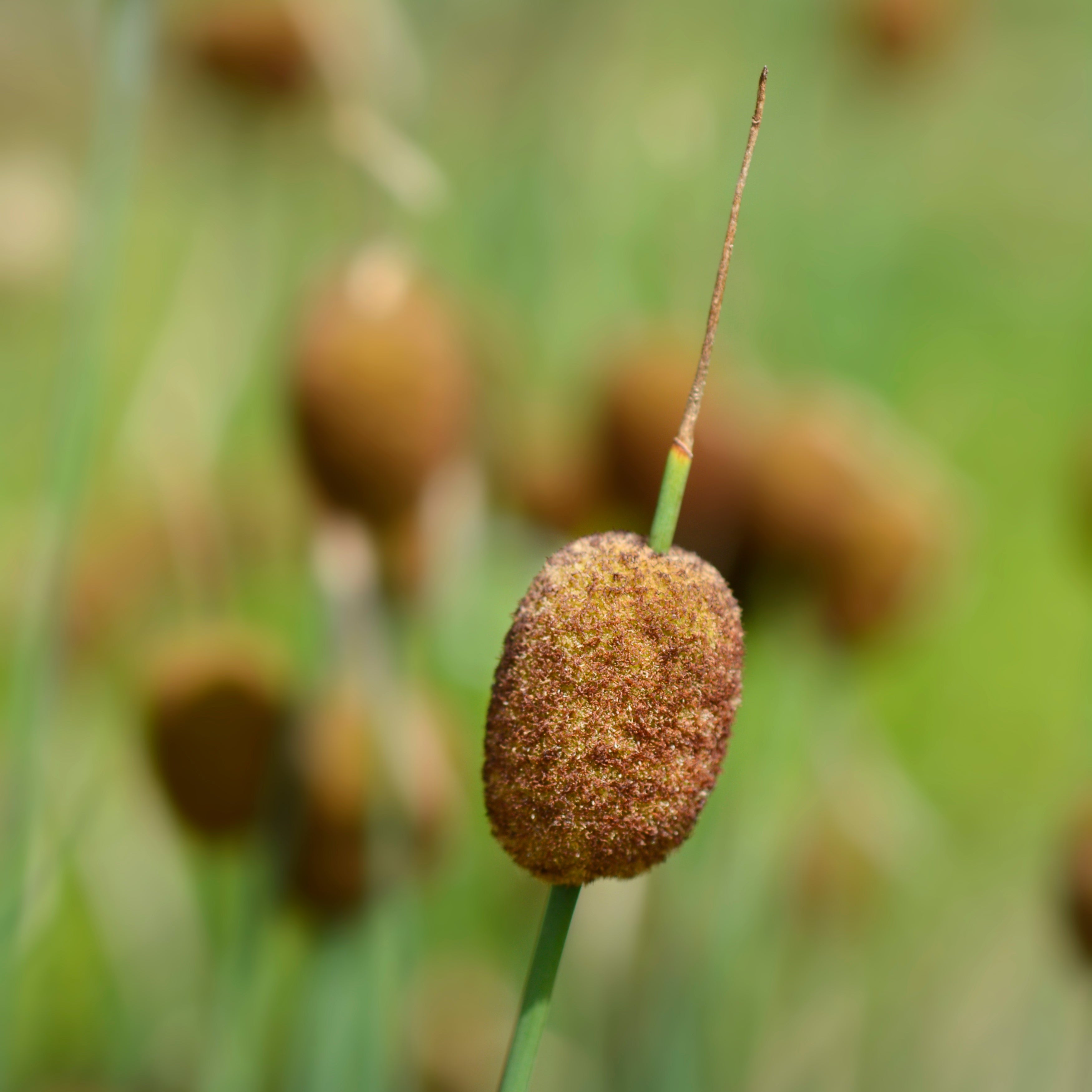Single Seed Head of Typha Minima - Plants for Ponds