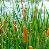 Lesser Bulrush | Typha angustifolia