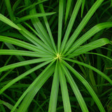 Umbrella Palm | Cyperus alternifolius