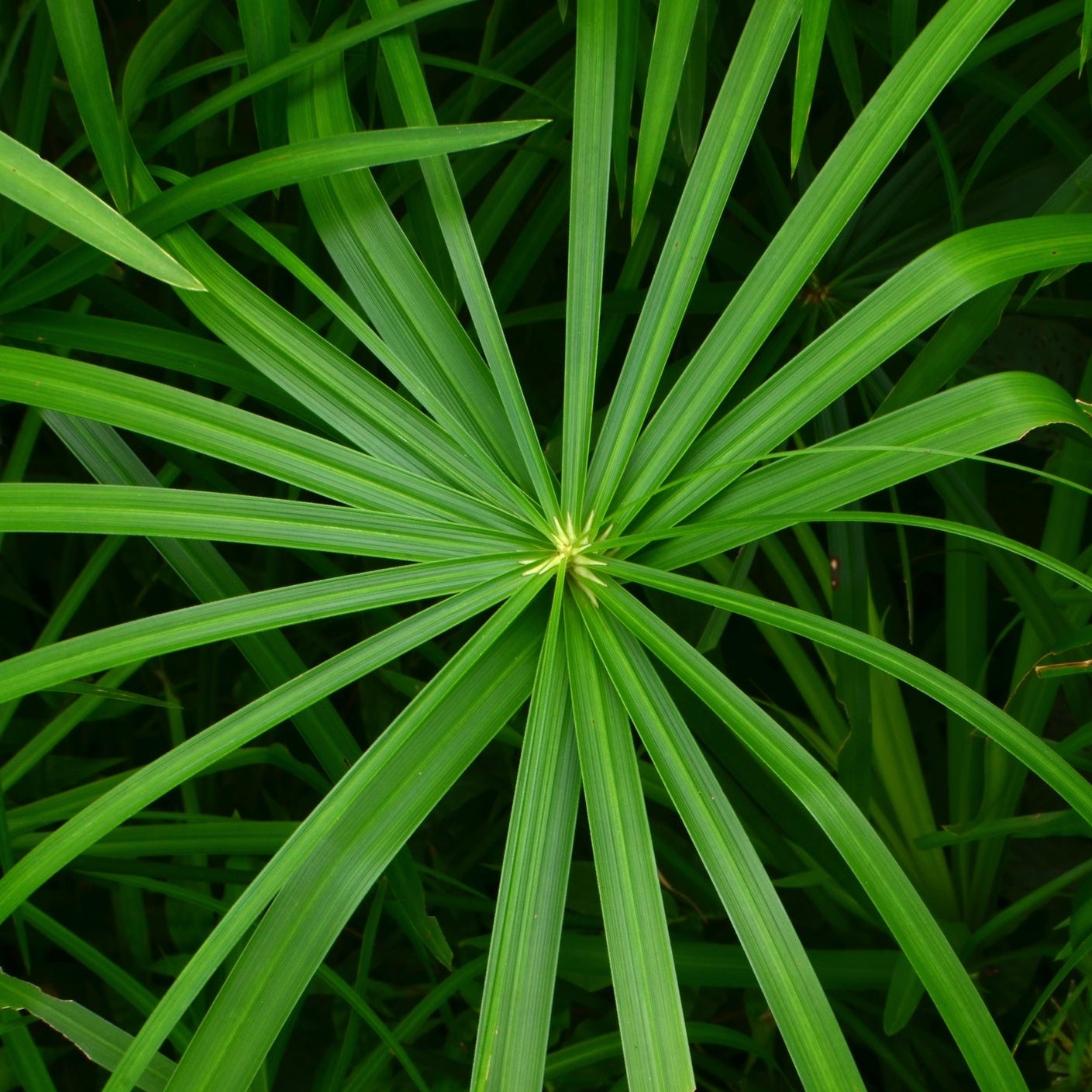 Umbrella Palm | Cyperus alternifolius