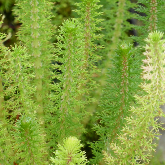 Upright Water Milfoil-(Myriophyllum crispatum)