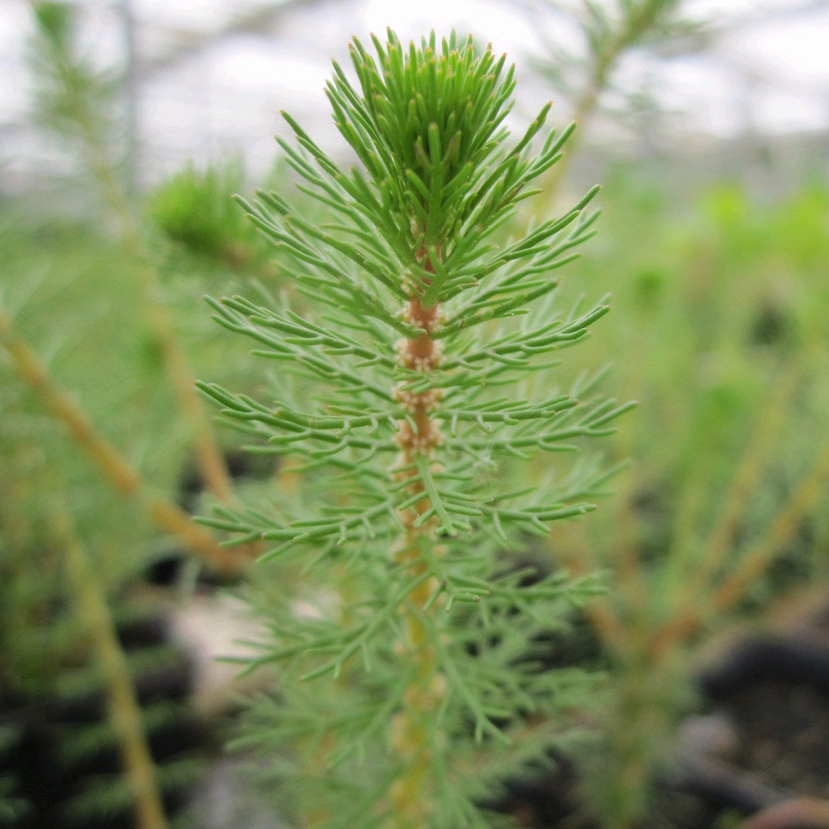 Upright Water Milfoil-(Myriophyllum crispatum)