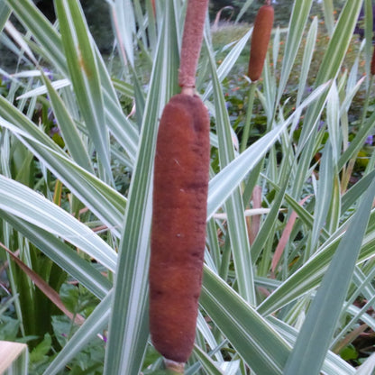 Var. Bulrush | Typha latifolia variegata