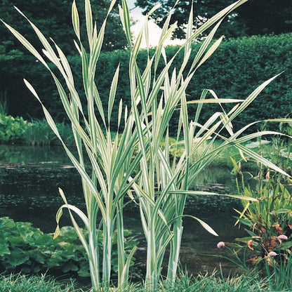 Var. Bulrush | Typha latifolia variegata