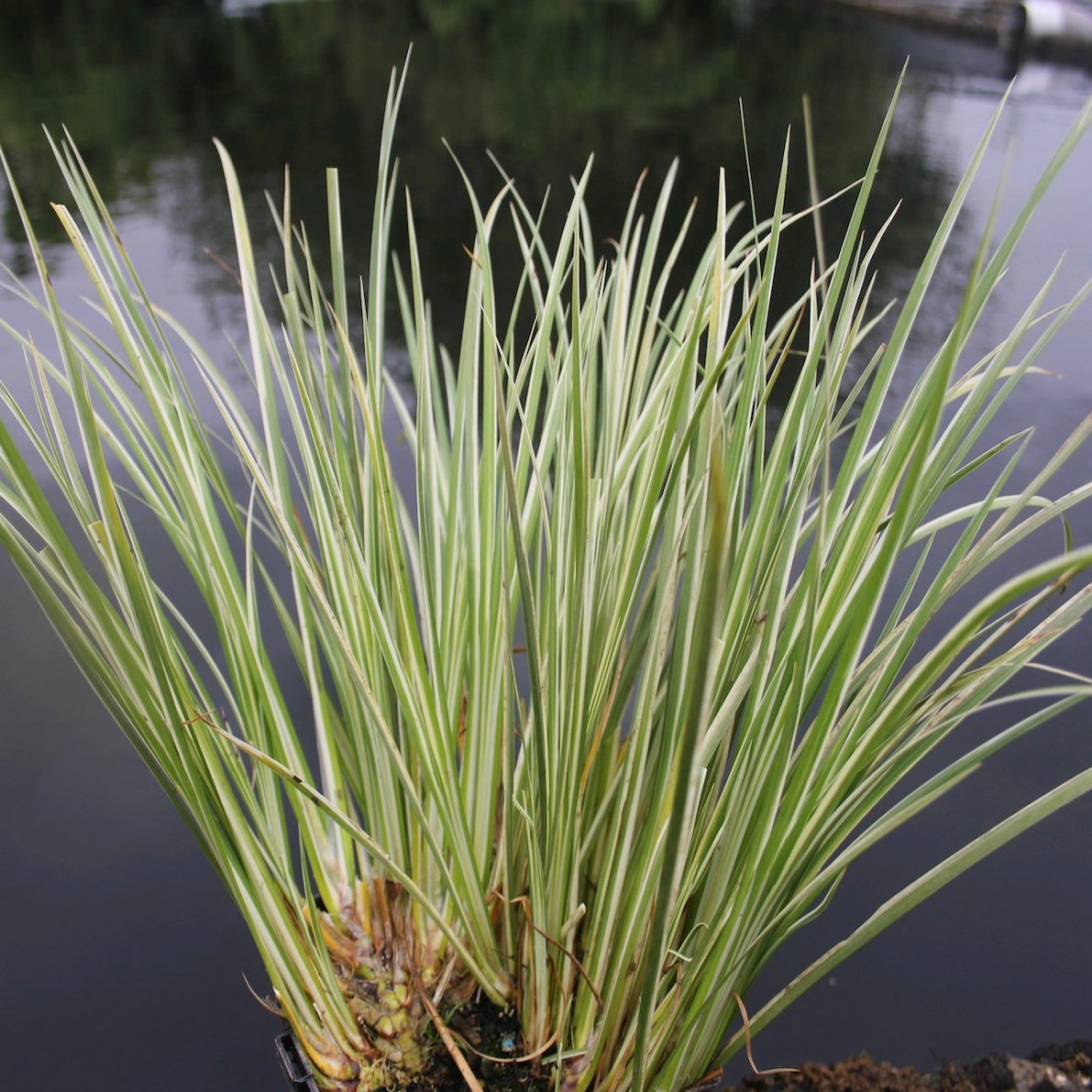 Var. Slender Sweet Flag | Acorus gramineus variegatus