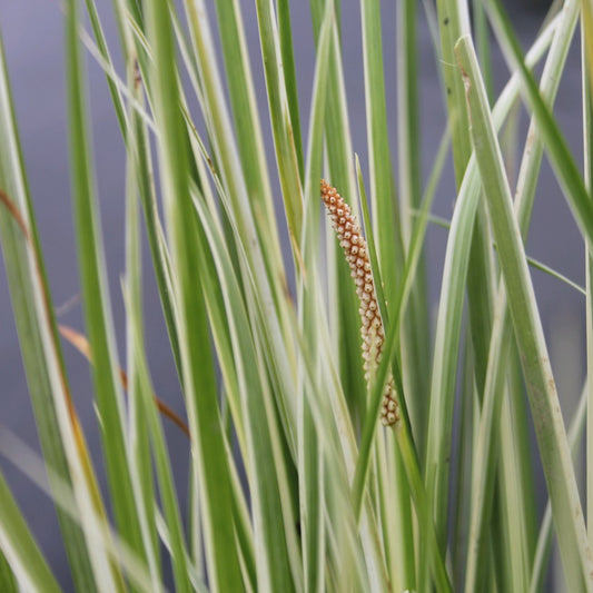 Variegated Slender Sweet Flag-(Acorus gramineus variegatus)