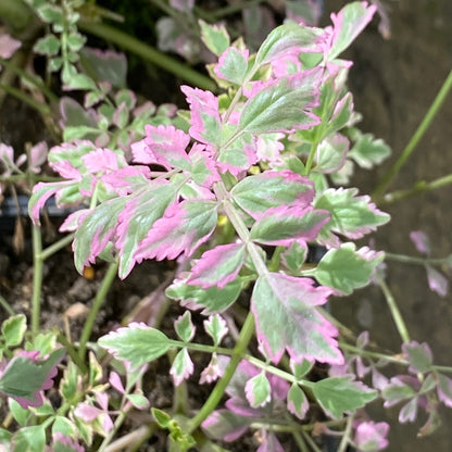 Var. Water Dropwort | Oenanthe javanica 'Flamingo'