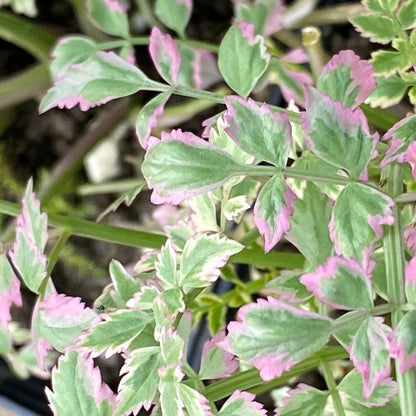 Var. Water Dropwort | Oenanthe javanica 'Flamingo'