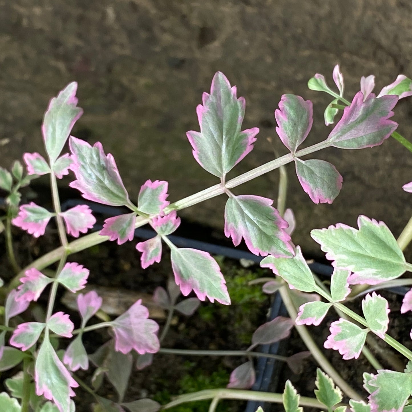 Var. Water Dropwort | Oenanthe javanica 'Flamingo'