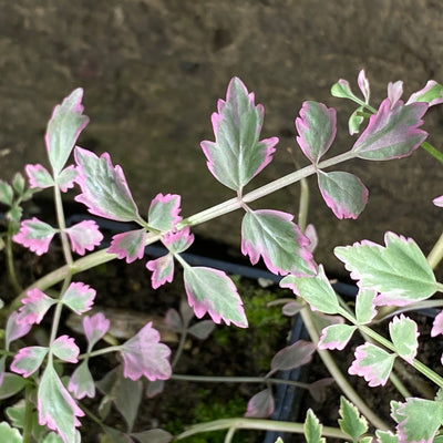 Variegated Water Dropwort-(Oenanthe javanica 'Flamingo')