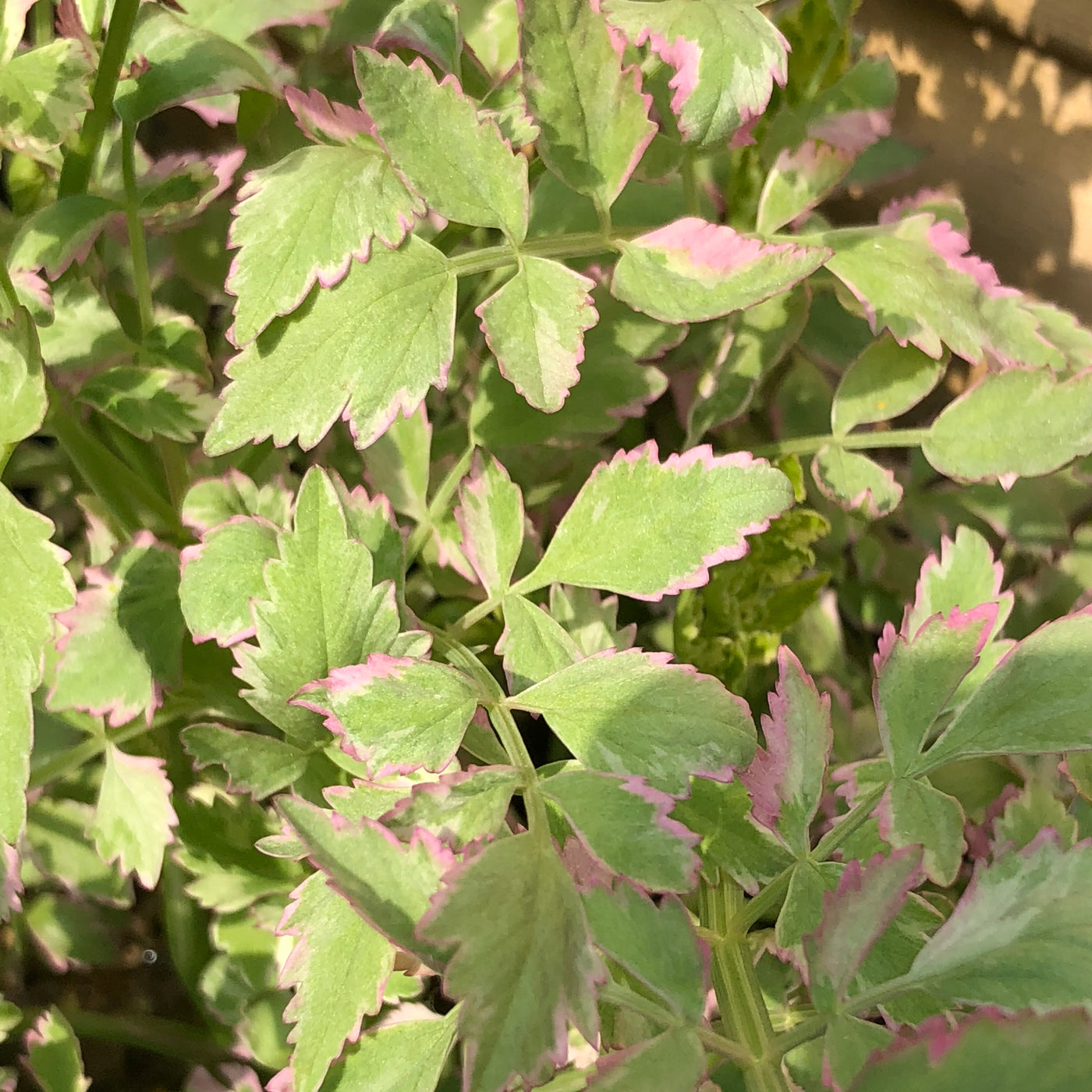 Variegated Water Dropwort-(Oenanthe javanica 'Flamingo')