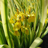 Var. Yellow Flag | Iris pseudacorus 'Variegata'
