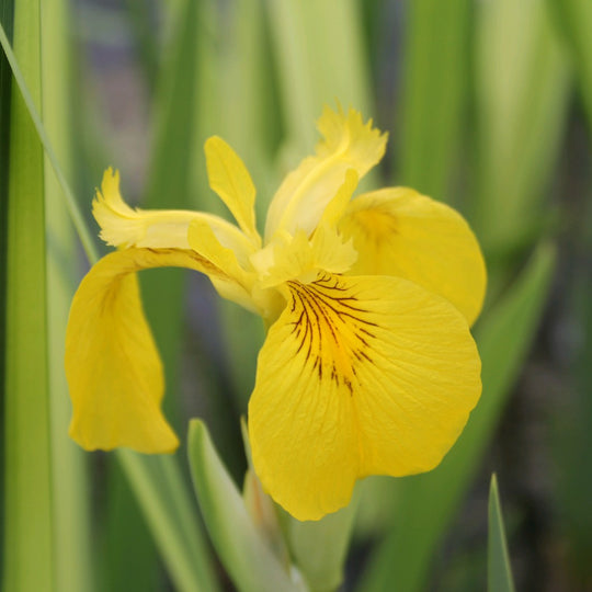 Variegated Yellow Flag (Iris pseudacorus 'Variegata') - Plants for Ponds