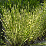Var. Sweet Flag | Acorus calamus variegatus