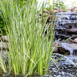 Var. Sweet Flag | Acorus calamus variegatus