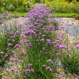 Cottage Garden Collection