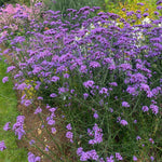 Verbena bonariensis - Purple Flower - Cottage Garden - PFP