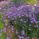 Verbena bonariensis - Purple Flower - Cottage Garden - PFP