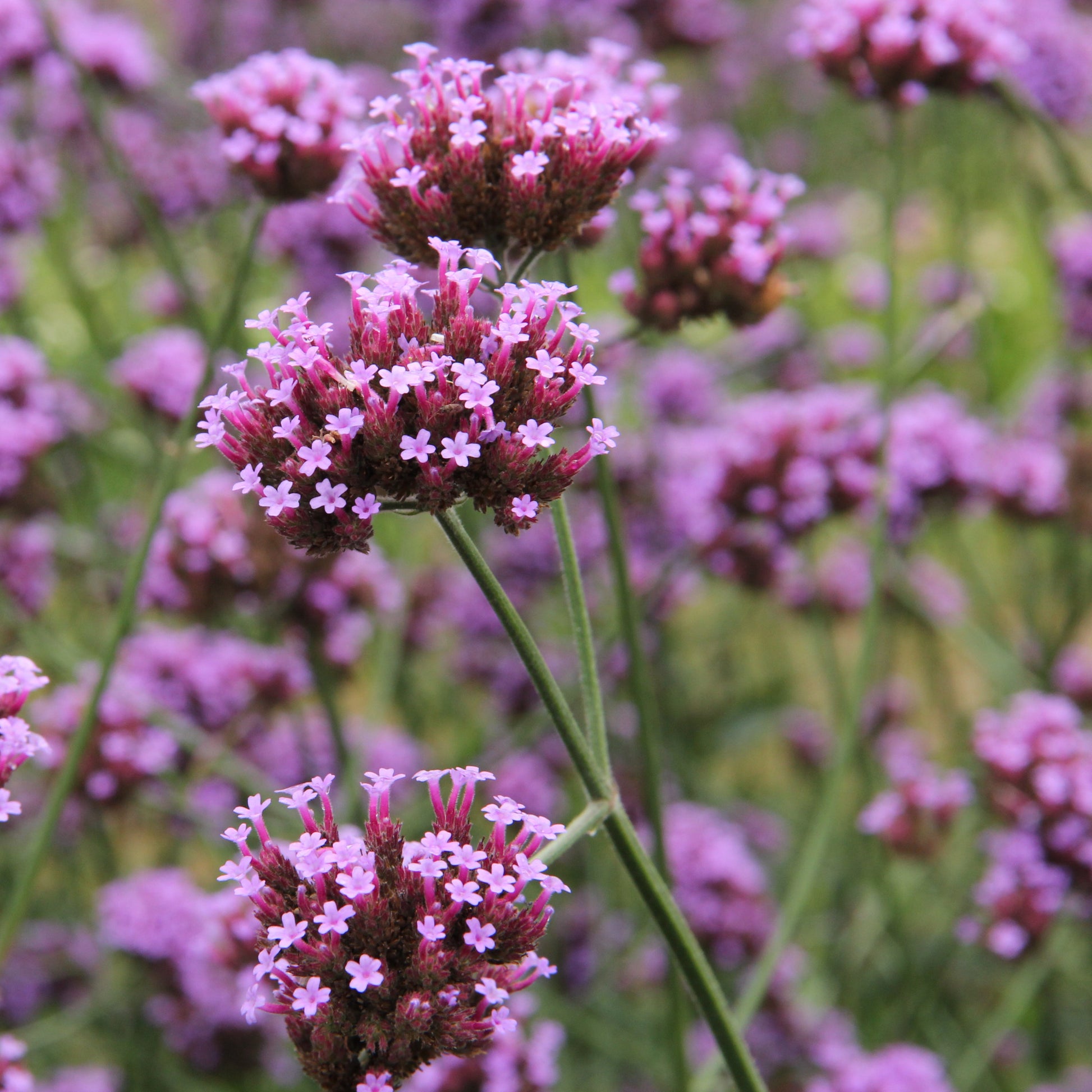 Verbena bonariensis flower - Lilac Flower - Plants for Ponds 