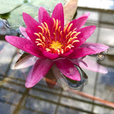 Vesuve Waterlily