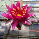Vesuve Waterlily