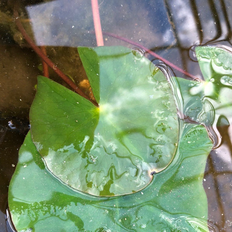 Vesuve Waterlily