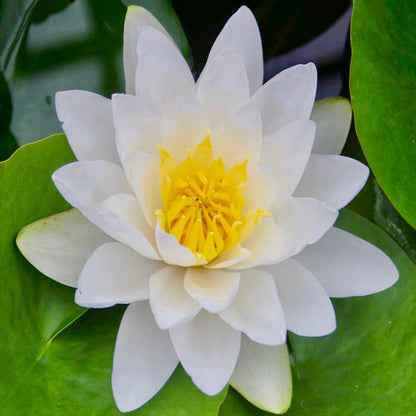 Virginalis Waterlily