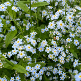 Water Forget-Me-Not (Pond Marginal) Plants for Ponds Limited