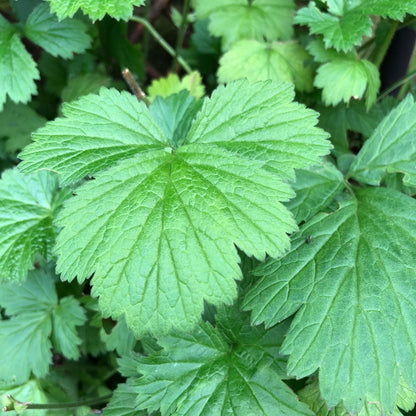 Water Avens-(Geum rivale)