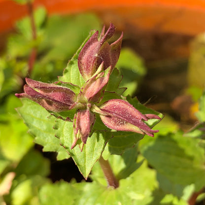 Water Avens-(Geum rivale)