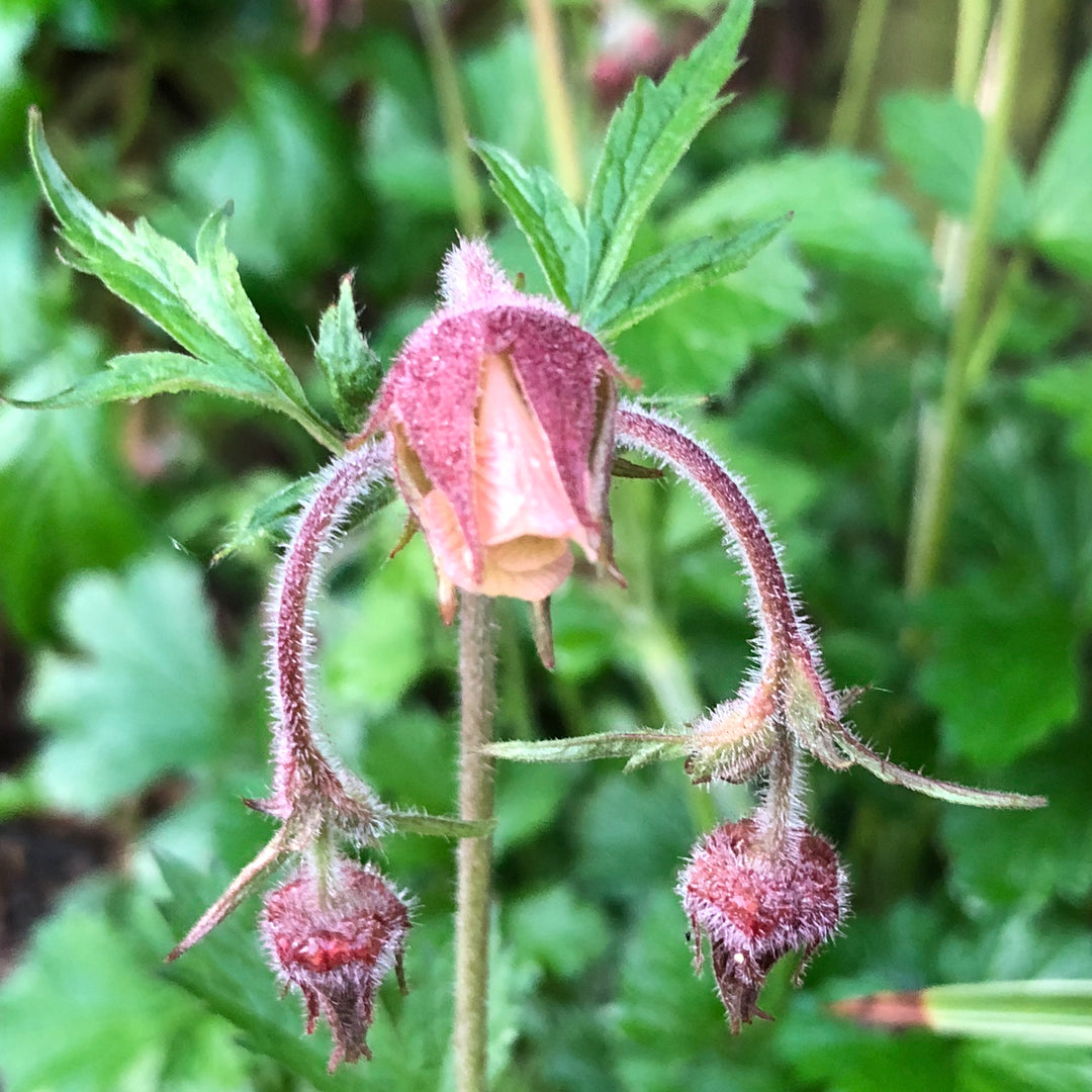 Water Avens-(Geum rivale)