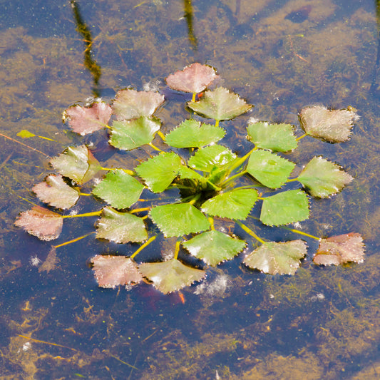 Water Chestnut | Trapa natans