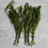 Water Crowfoot | Ranunculus aquatilis