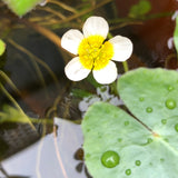 Water Crowfoot | Ranunculus aquatilis