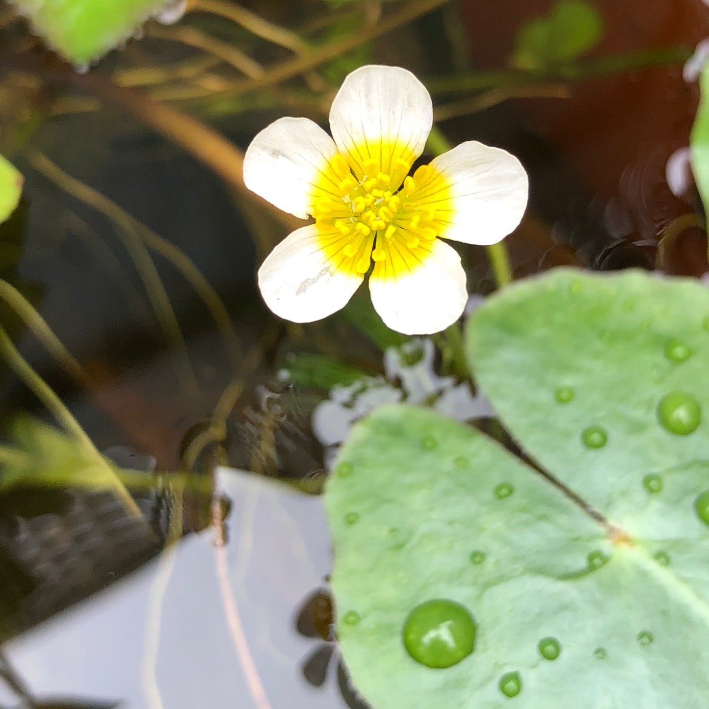 Water Crowfoot-(Ranunculus aquatilis)